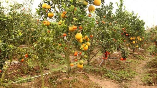 Thị trường Tết Hà Nội: Xuất hiện cây cho 5 thứ quả - 3 Theo