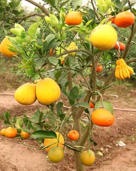 Thị trường Tết Hà Nội: Xuất hiện cây cho 5 thứ quả - 5 Theo