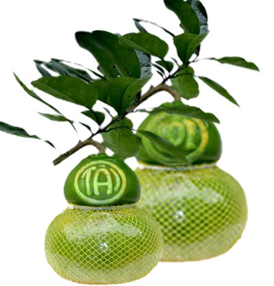 Bưởi hồ lô - Dưa hấu thỏi vàng: Món quà độc đáo Tết Quý Tỵ 2013