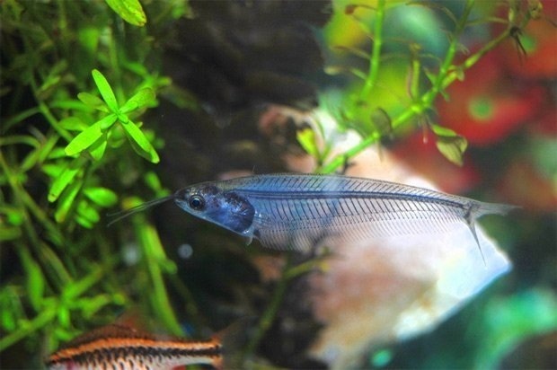 Cá ma trong suốt - hàng hot của dân chơi Việt