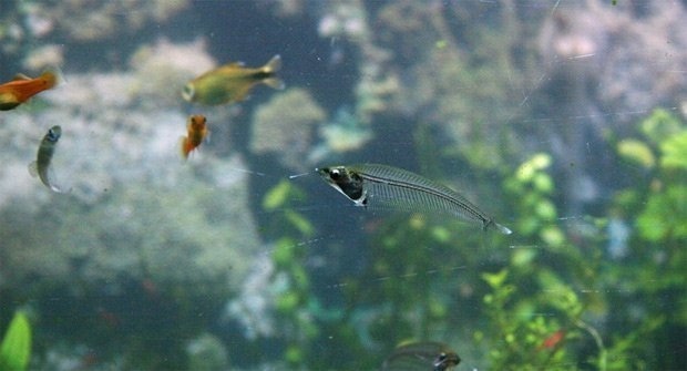 Cá thủy tinh đẹp nhất khi được nuôi với một số lượng lớn trong bể.