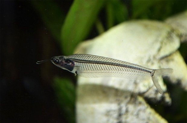 Có thể thấy rõ xương và các nội tạng bên trong loài cá này.