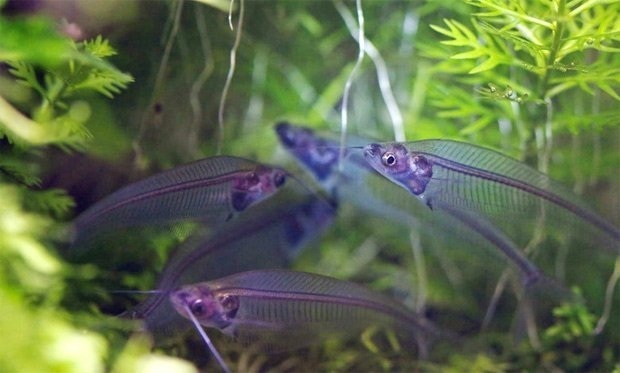 Mỗi chú cá chỉ dài không quá 10 cm và rất yếu đuối, dễ dàng làm mồi cho các loài cá lớn hơn.