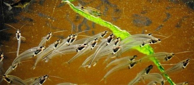 Mỗi chú cá chỉ dài không quá 10 cm và rất yếu đuối, dễ dàng làm mồi cho các loài cá lớn hơn.