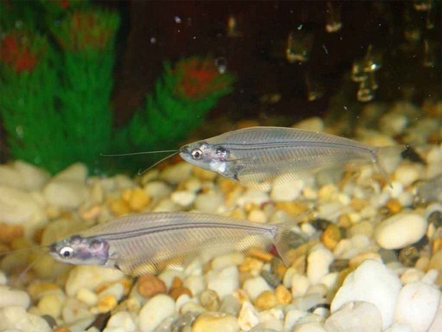 Tuy không quá đắt, nhưng cá thủy tinh rất khó nuôi.