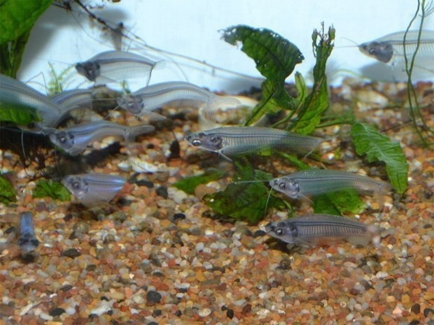 Chúng đòi hỏi nguồn nước tinh khiết và có bầy đàn.