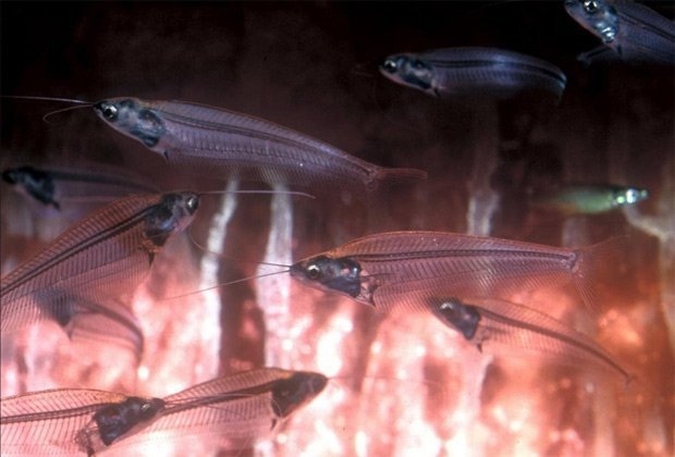 Thức ăn của chúng là những động vật không xương sống nhỏ dưới nước như bọ nước, ấu trùng...