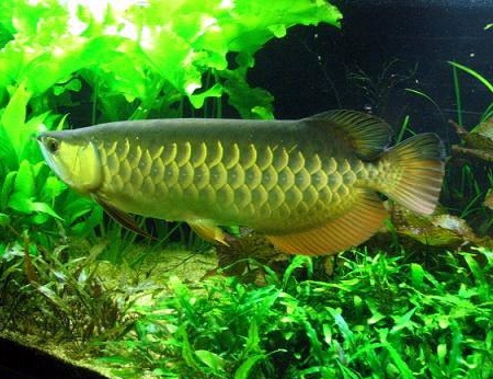 Chuyện về loài cá “tài lộc” - 1 Loài cá huyền thoại