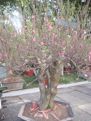 Cây đào giá 30 triệu đồng