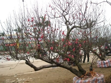 Đào, mai giá trăm triệu ùn ùn xuống phố - 10 Cây đào thế dáng trực huyền được chủ nhân 'hét' giá 70 triệu đồng (Ảnh: TTVN)