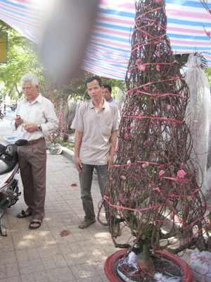 Cây đào thế hình con rắn có giá 3 triệu đồng