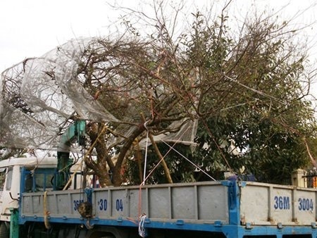Đào, mai giá trăm triệu ùn ùn xuống phố - 9 Cây đào cổ thụ được chở từ rừng xuống có giá 60 triệu đồng (Ảnh: NLĐ)