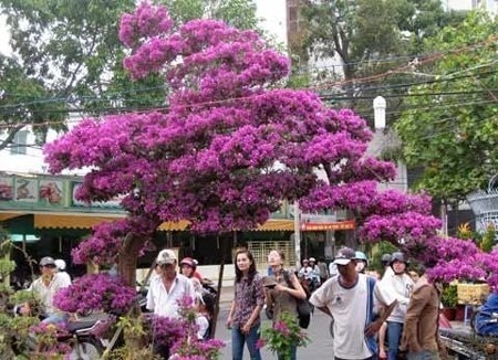 Đào, mai giá trăm triệu ùn ùn xuống phố - 8 Cây hoa giấy với dáng thác đổ thu hút rất đông người đến xem (Ảnh: VietNamNet)
