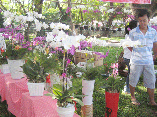 Lan Hồ điệp: Chậu 10 cành có giá 2,5 triệu đồng
