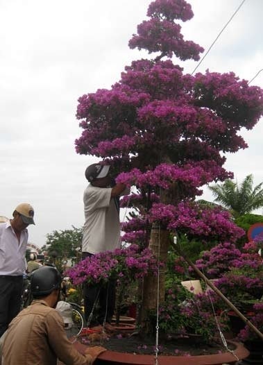 Chủ nhân cây hoa giấy đang chằng néo, tạo dáng bằng sợi dây thép chắc chắn.