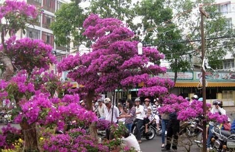 Như ‘thác đổ’.