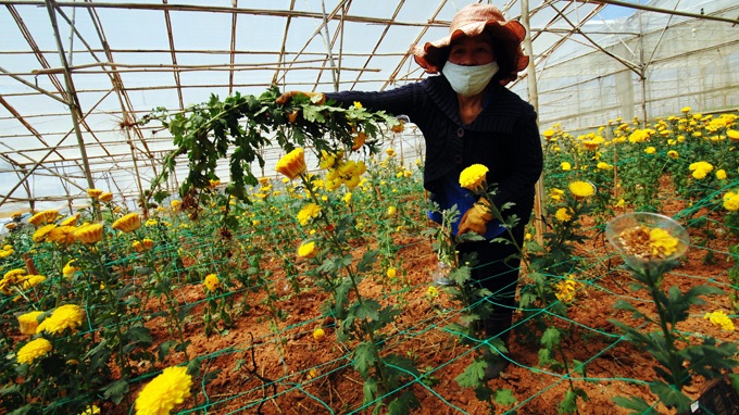 Bà Nguyễn Thanh Hoa (Trại Mát, P.11, Đà Lạt) nhổ bỏ hoa cúc trồng phục vụ tết - Ảnh: Mai Vinh