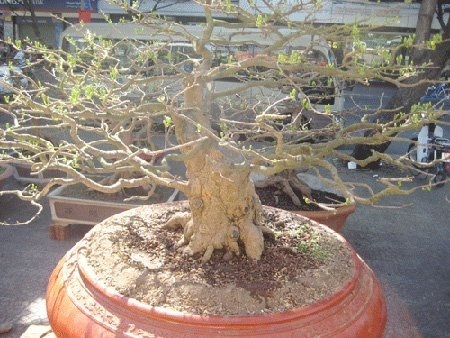 Đào, mai giá trăm triệu ùn ùn xuống phố - 2 Chậu mai 1,5 tỷ đồng tại chợ hoa TP.HCM - (Ảnh: Người lao động)
