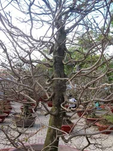 Anh Huỳnh Văn Hồng chủ nhân cây mai ra giá 110 triệu đồng.