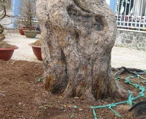 Cận cảnh cây mai ‘phu thê mẫu tử’.