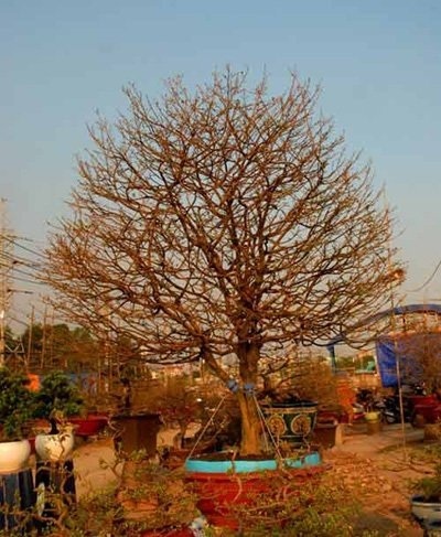 Đào, mai giá trăm triệu ùn ùn xuống phố - 4 (Ảnh: Infonet)