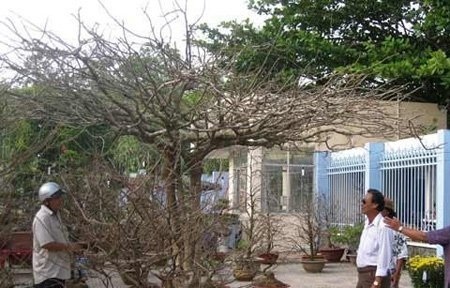 Đào, mai giá trăm triệu ùn ùn xuống phố - 5 Ảnh: VietNamNet