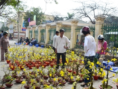 Mai đã nở bung trong cái nắng của Hà Nội nhưng vẫn ít người
mua. Ảnh: Đỗ Hợp