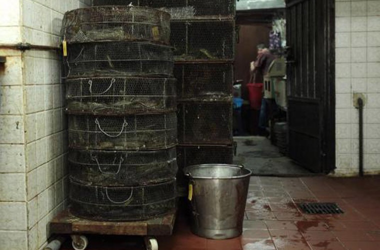 Những cửa hàng súp rắn đông khách và nổi tiếng là phải phục
vụ được món súp thơm ngon đặc biệt.