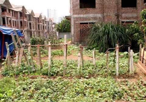 Biệt thự triệu đô thành ao cá, chuồng gà - 6 Biệt thự triệu đô thành ao cá, chuồng gà