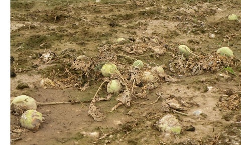 Giá rẻ, người dân không buồn thu hoạch vứt bỏ su hào đầy ruộng