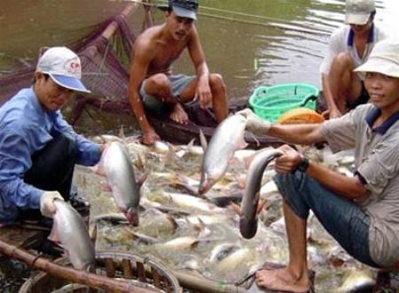 Mỹ có thể sẽ hủy bỏ thanh tra cá tra năm 2014 - 1 Mỹ có thể sẽ hủy bỏ thanh tra cá tra năm 2014
