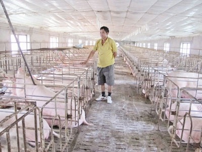 Ông Phùng Văn Mỵ mỗi tháng lỗ cả trăm triệu đồng để duy trì
đàn lợn. Ảnh: Phạm Anh.