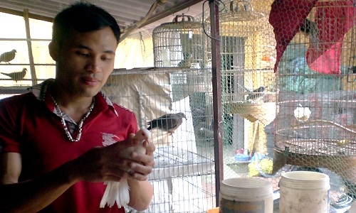 Dạy chim hót kiếm bạc tỷ - 1 Anh Phúc chăm sóc những chú chim trong trang trại.