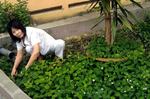 Đất khuân viên bệnh viện thành vườn rau xanh tốt, với đủ các loại rau xanh khác nhau.