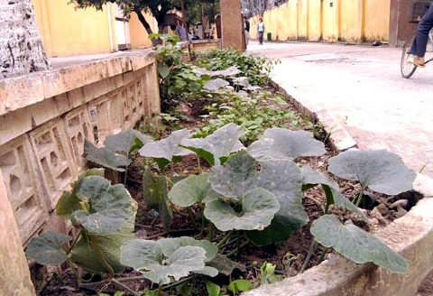 Đất khuân viên bệnh viện thành vườn rau xanh tốt, với đủ các loại rau xanh khác nhau.