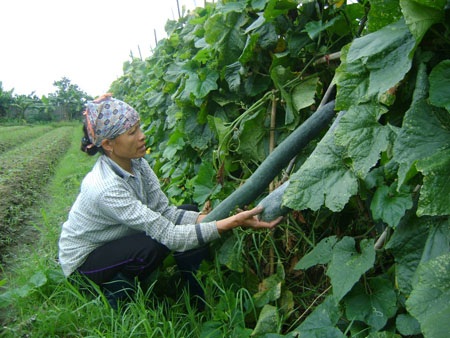 Giá rau củ giảm thê thảm, rẻ như cho - 1 Giá rau củ giảm thê thảm, rẻ như cho