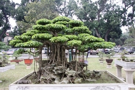 Khi “siêu cây” chết cùng... đại gia - 3 Tuy nhiên, giá trị thực của mỗi món ăn tinh thần ấy, phải được hưởng thụ bằng văn hóa mỗi người.