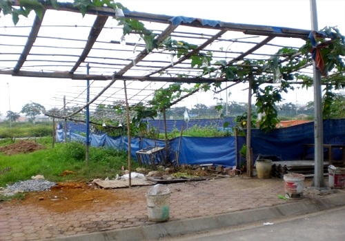 Kiếm sống từ dự án nghìn tỷ bỏ hoang - 3 Không để lãng phí cỏ dại mọc hoang tại dự án, người dân mang trâu ra thả.
