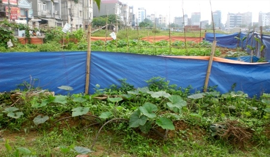 Kiếm sống từ dự án nghìn tỷ bỏ hoang - 4 Không để lãng phí cỏ dại mọc hoang tại dự án, người dân mang trâu ra thả.
