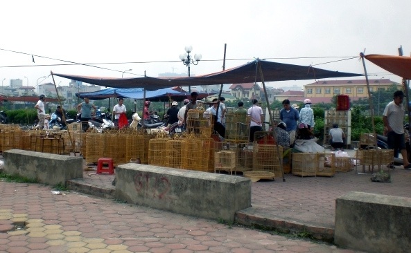 Kiếm sống từ dự án nghìn tỷ bỏ hoang - 5 Không để lãng phí cỏ dại mọc hoang tại dự án, người dân mang trâu ra thả.