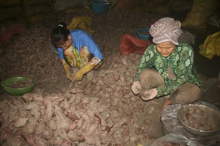 Lệ thuộc thương lái Trung Quốc, sắp thu hoạch khoai, dân lo - 1 Người dân thu hoạch khoai lang.