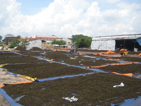 Giật mình với... bã trà tái chế! - 5 Theo