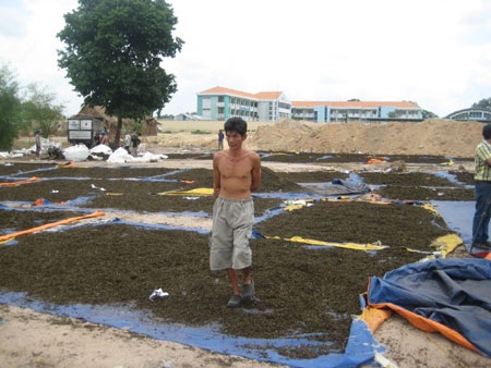 Giật mình với... bã trà tái chế! - 6 Theo