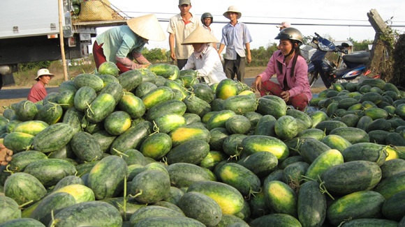 Dưa hấu được đổ đống bán khắp nơi