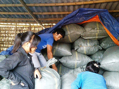 Dược liệu Trung Quốc bao sân - 1 Một điểm thu gom cây dược liệu cho thương lái Trung Quốc tại tỉnh Thanh Hóa