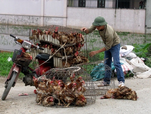 Đã “quét” sạch gia cầm lậu ra khỏi Hà Nội? - 1 Liệu các chốt kiểm dịch có kiểm soát hết lượng gà nhập lậu, không rõ nguồn gốc vào thành phố?