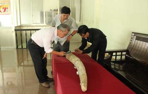 Chiếc ngà voi hóa thạch có niên đại 19.450 năm trước Công nguyên