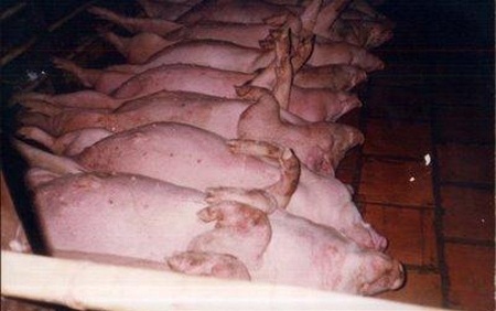 Đủ trò đầu độc thịt lợn từ khi nuôi tới lúc ăn
