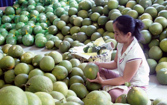 Bưởi da xanh tăng giá kỷ lục - 1 Bưởi da xanh tăng giá kỷ lục