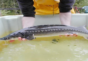 Cá tầm nuôi ở Thái Nguyên.